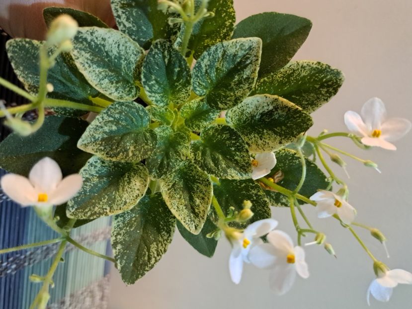  - Violeta Alan s Fallen Angel