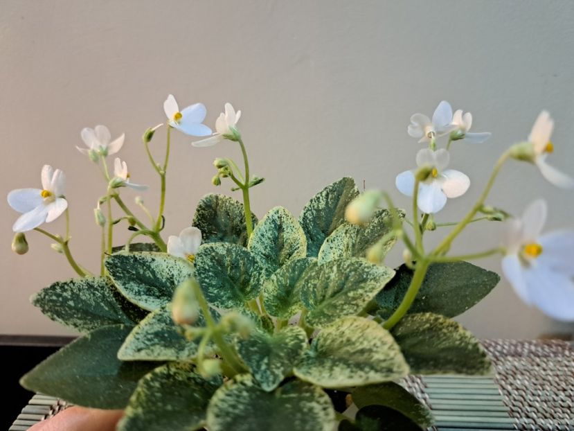  - Violeta Alan s Fallen Angel