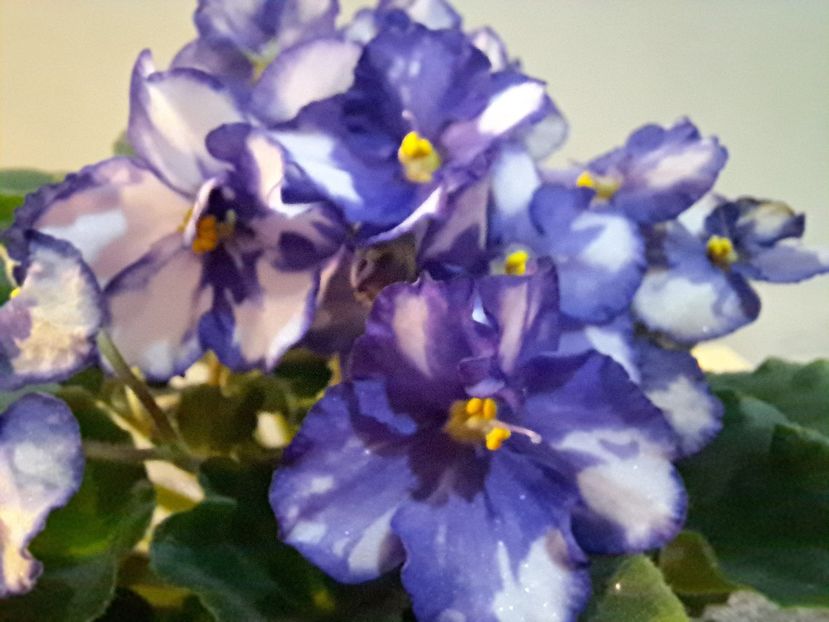  - Violeta Optimara Chico sport?