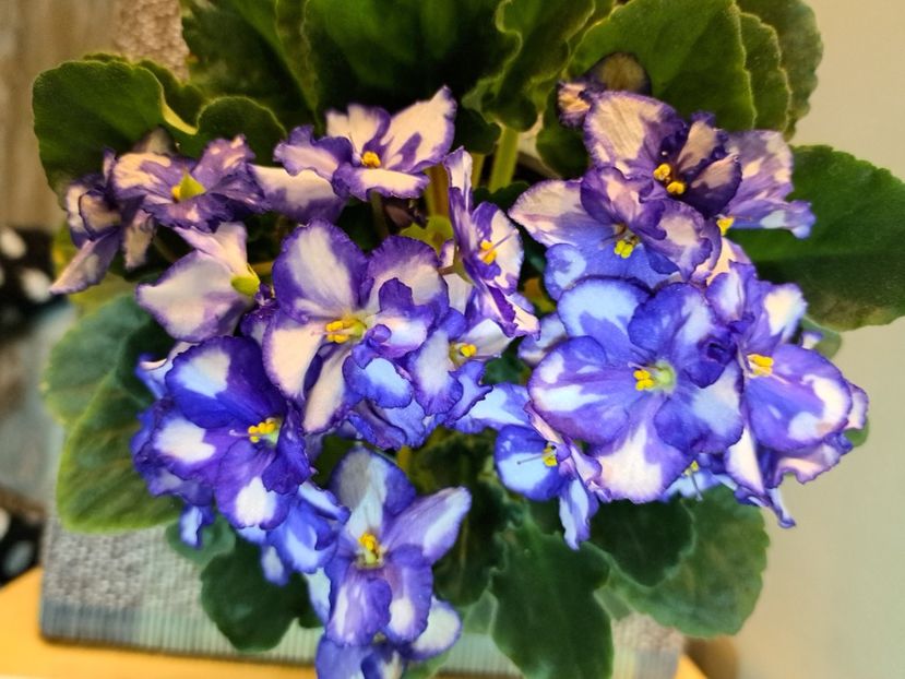  - Violeta Optimara Chico sport?