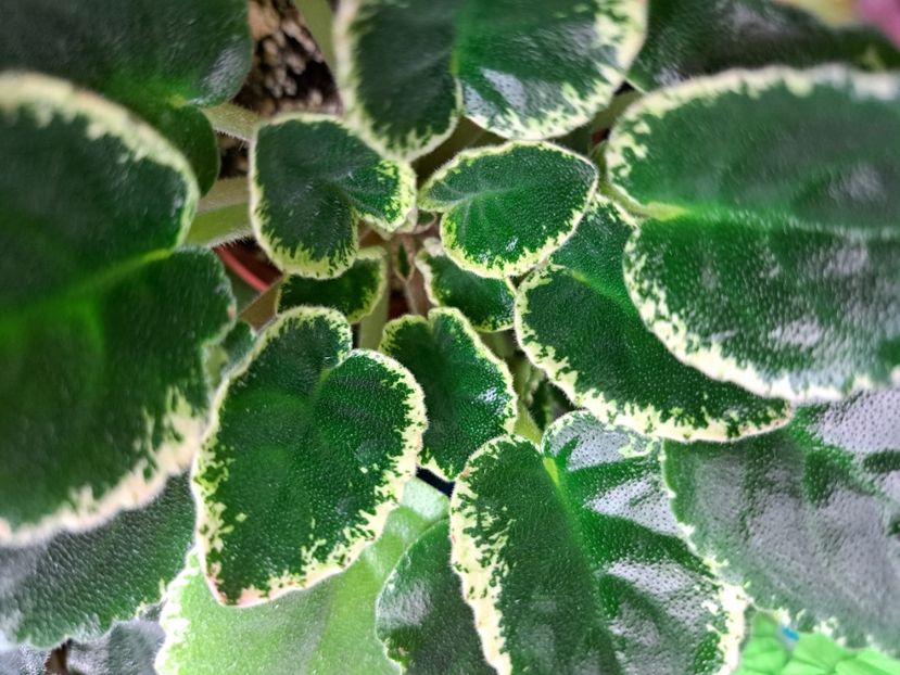  - Violeta Mac s rouge rogue