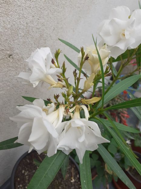  - 0 Leandru-nerium oleander