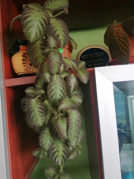  - EPISCIA