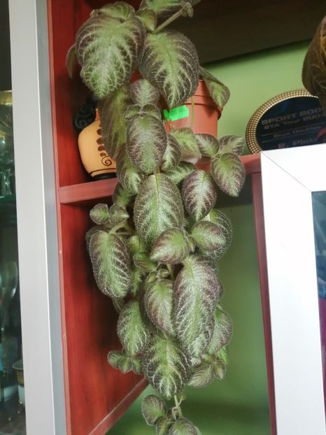  - EPISCIA
