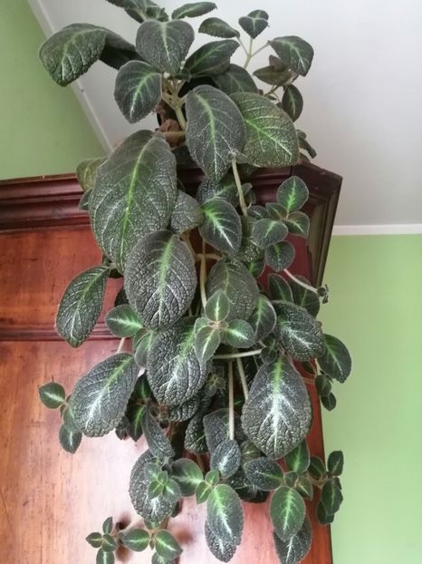  - EPISCIA