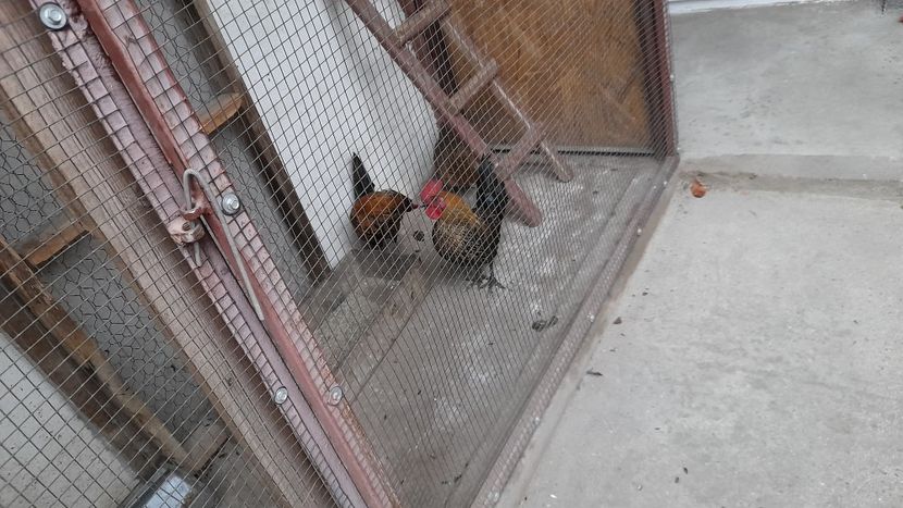 Cocosel negru in prim plan - Pitoace 2024 2025