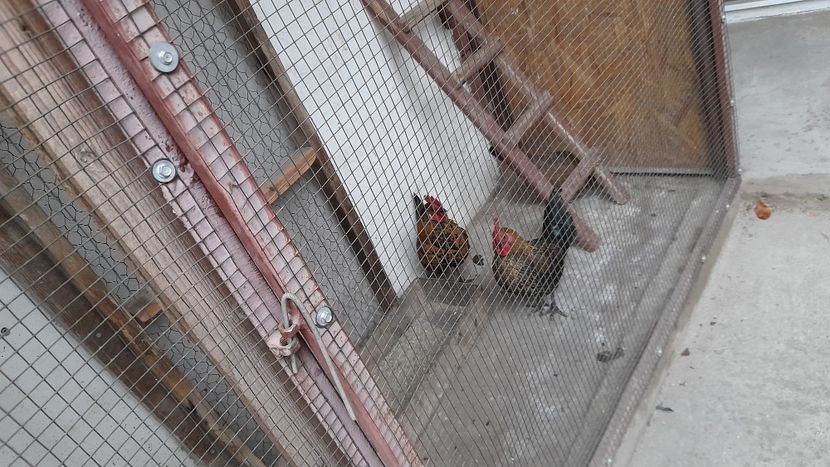 Doi cocosei - Pitoace 2024 2025