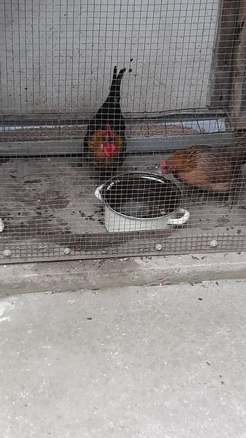 Pereche - Pitoace 2024 2025