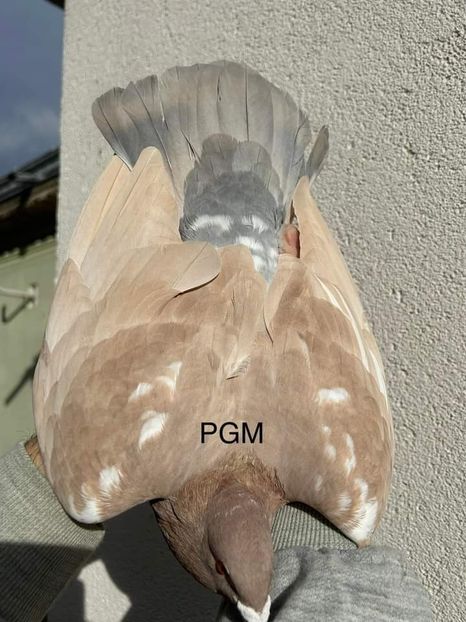  - Nu îmi aparțin 7