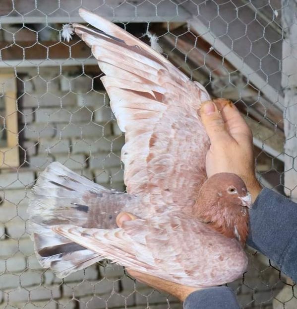  - Nu îmi aparțin 7