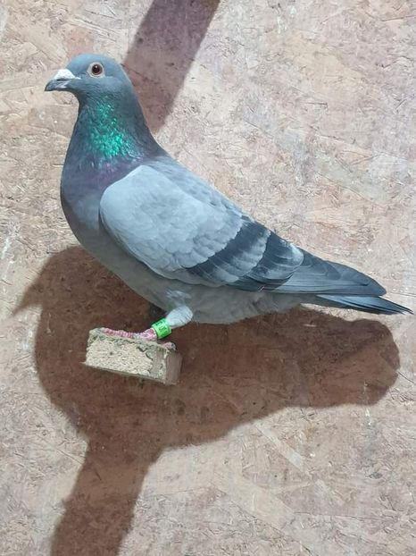  - Nu îmi aparțin 7