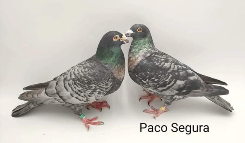  - Nu îmi aparțin 7