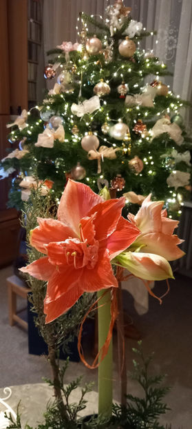 © - 2023 - 04 - 2024 - 00 - Iarna