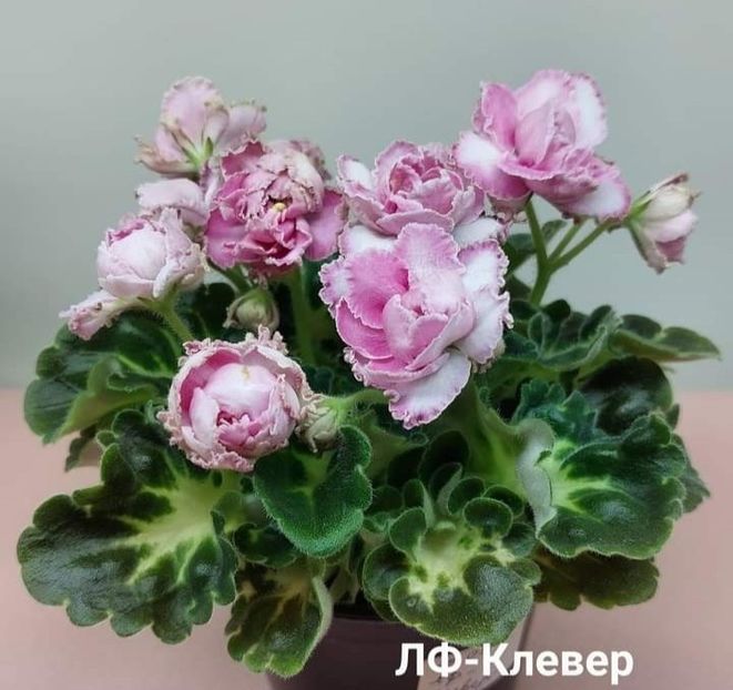 Poza net - LF-Clover sau LF-Klever