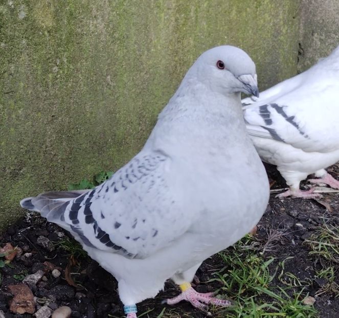 PL23-AA109 ARCHIWUM - a- SAMICZKI -Females