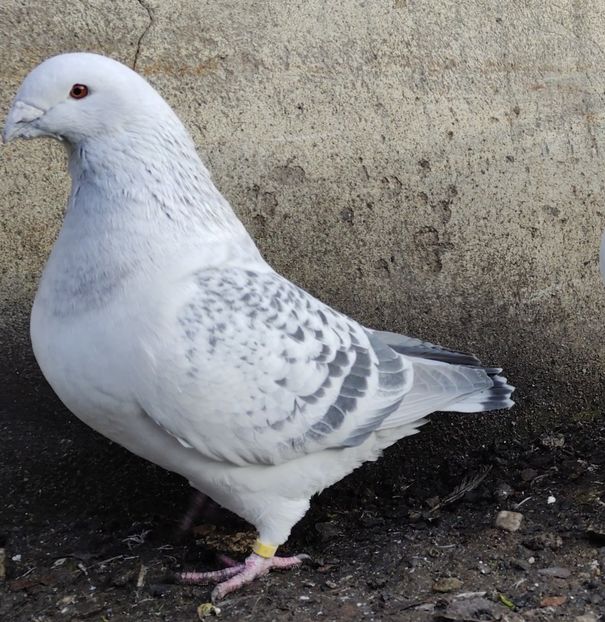 JRS16 Archiwum - j- MLODE -2023- Youth