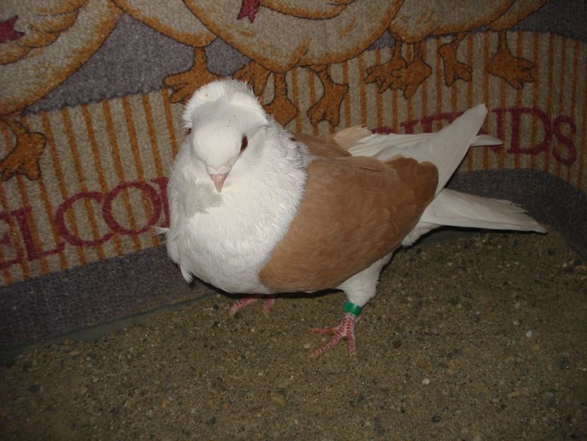 m 31-23. hot - capaciti