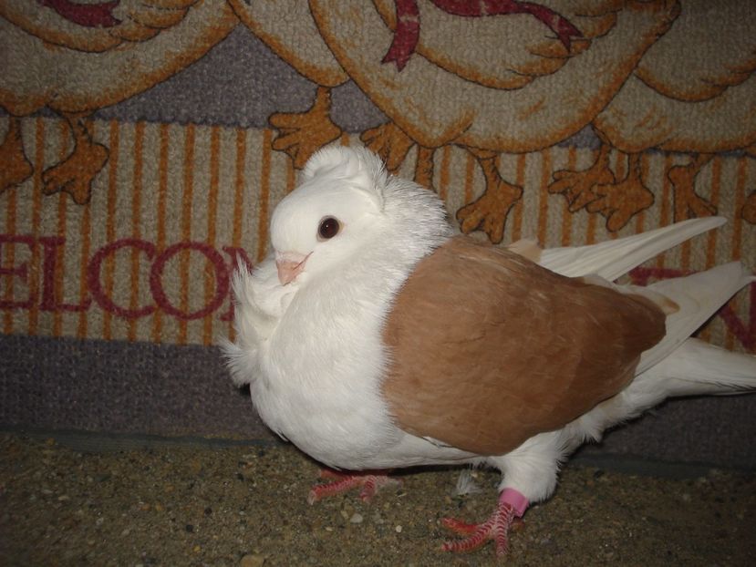 f 19-23. matca 24 - capaciti