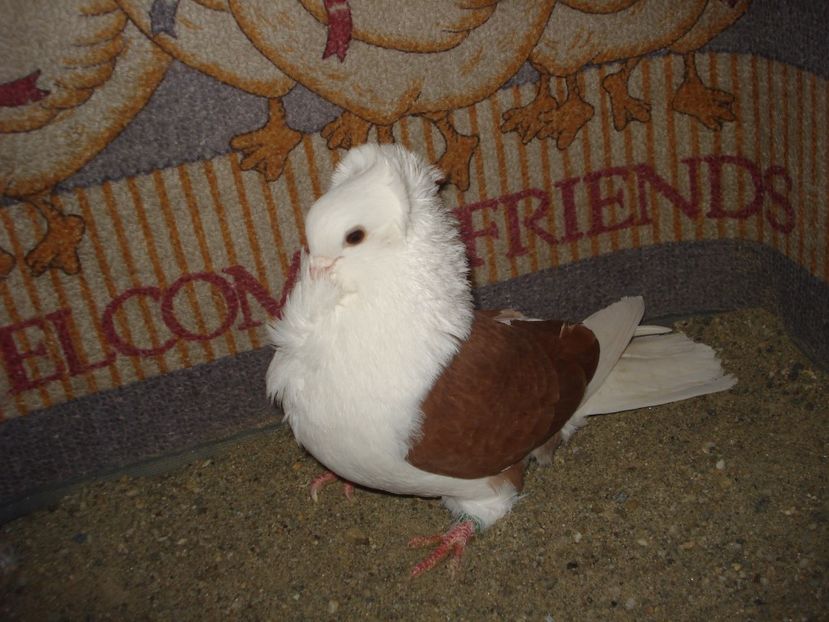 m 25-23. matca 24 - capaciti