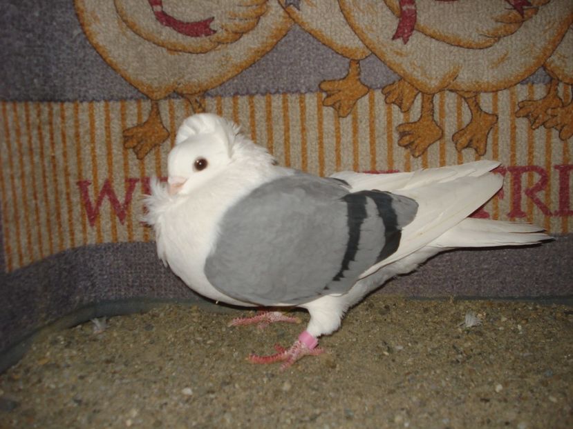 35-23 fem de tinut - dungati