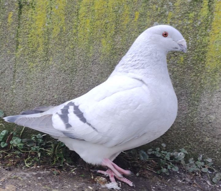 A2421 ARCHIWUM - a- SAMICZKI -Females