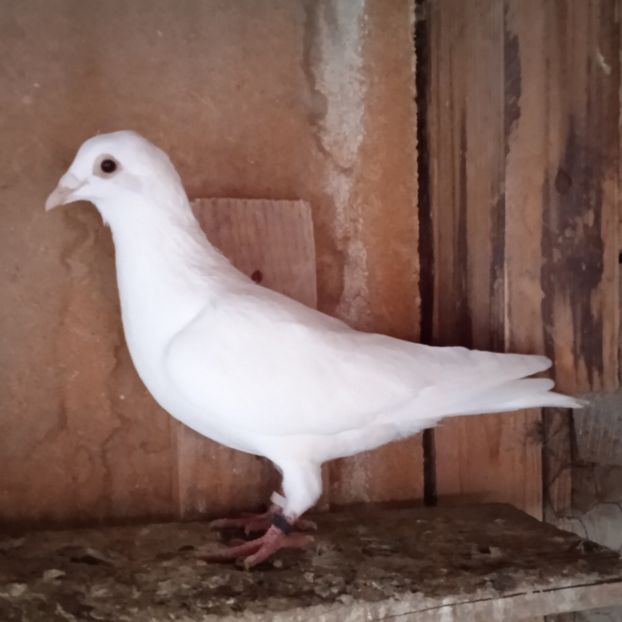 Femela 23-598....-vandut - Porumbei vanduti