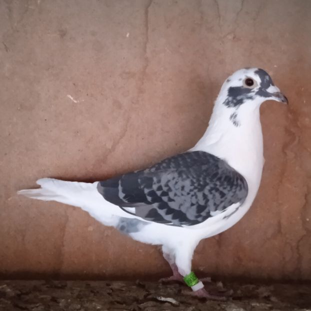 Femela 23-064....-vandut - Porumbei vanduti