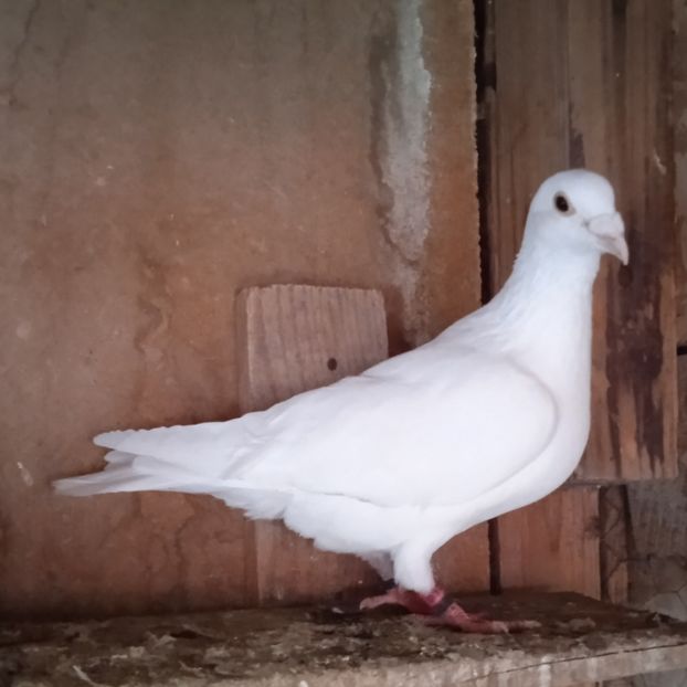 Mascul 23-597....-vandut - Porumbei vanduti