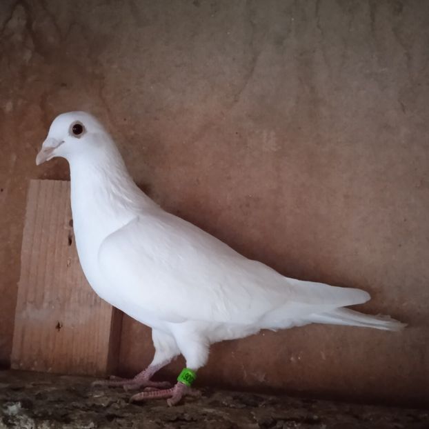 Femela 23-061....-vandut - Porumbei vanduti