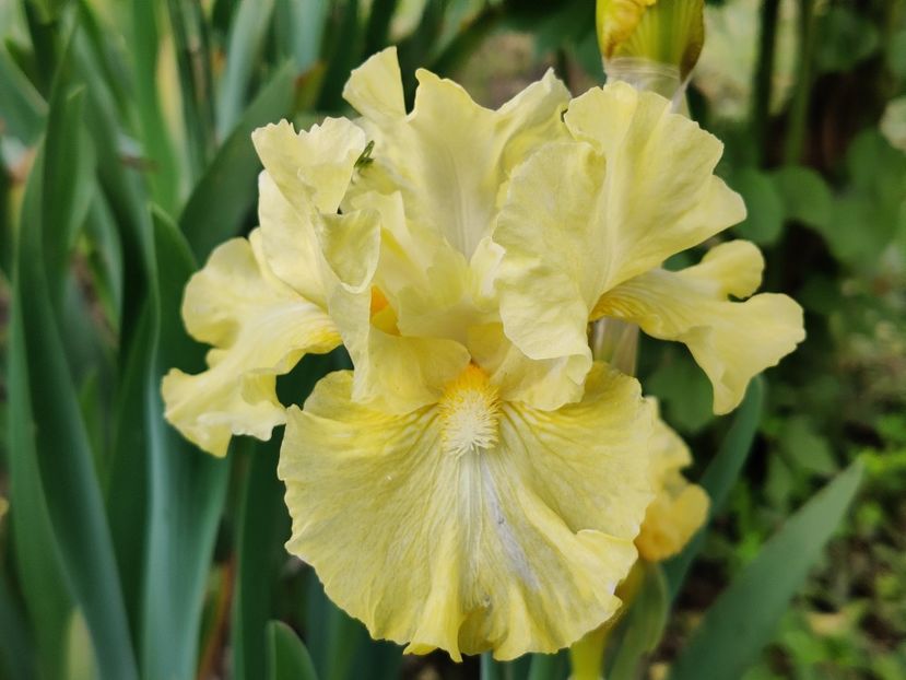 r-Mulligan - Irisi intermediari_IB