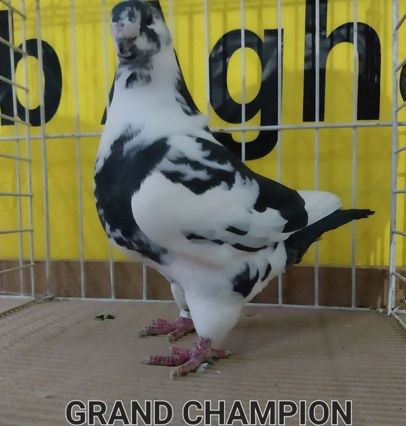F2021 - Campionii mei AGH