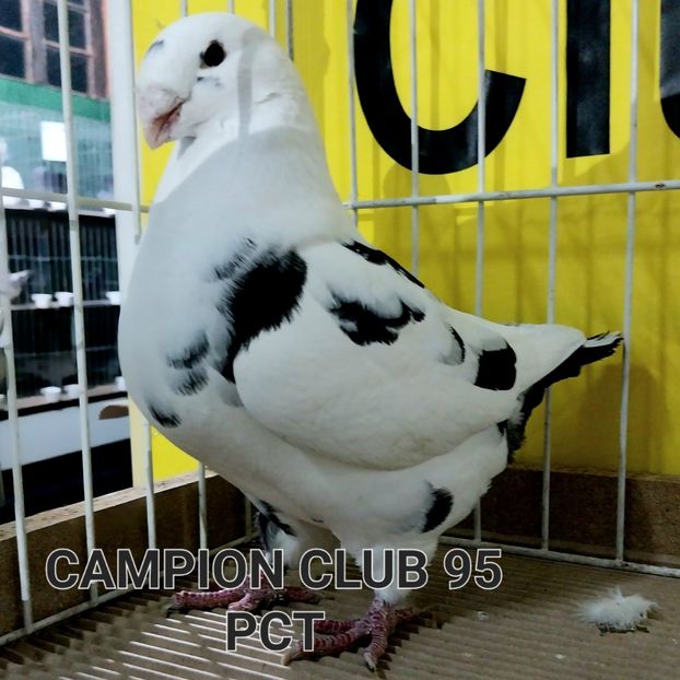  - Campionii mei AGH
