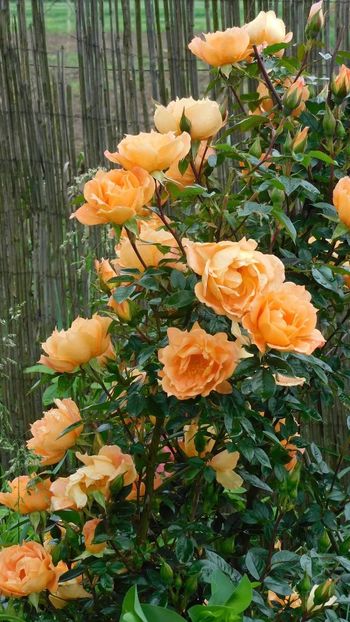 Bridge of sighs - - Colectie trandafiri