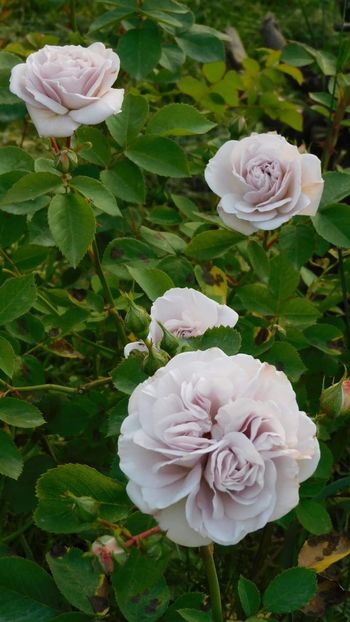 Ash wednesday - - Colectie trandafiri