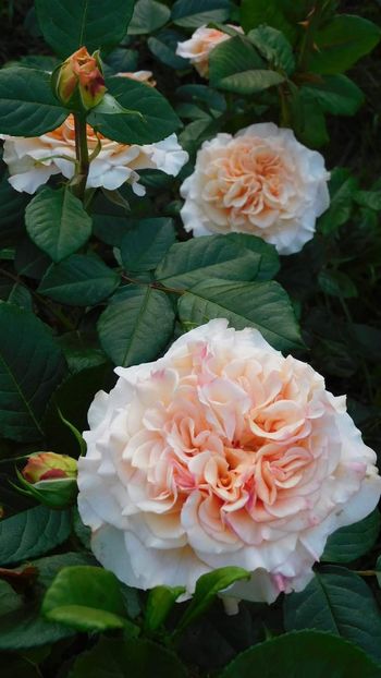 Comptessa - - Colectie trandafiri