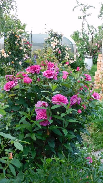 Soffy's rose - - Colectie trandafiri