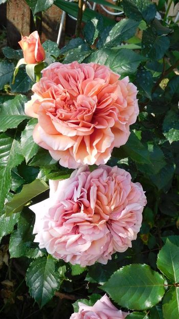 Belle d'anjou - - Colectie trandafiri