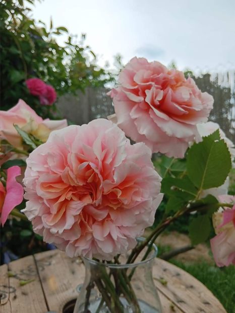 Versigny - - Colectie trandafiri