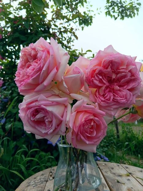 Janet - - Colectie trandafiri