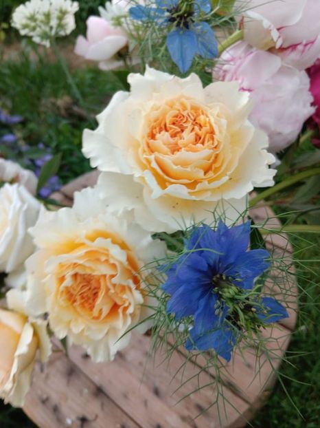 Beatrice - - Colectie trandafiri