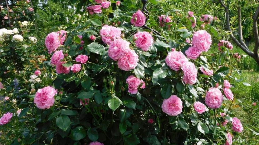 St Erzebet - - Colectie trandafiri