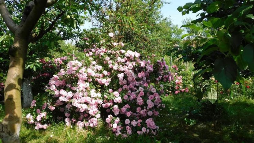 John Davis - - Colectie trandafiri