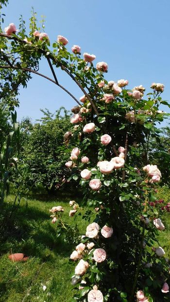 Giardina - - Colectie trandafiri