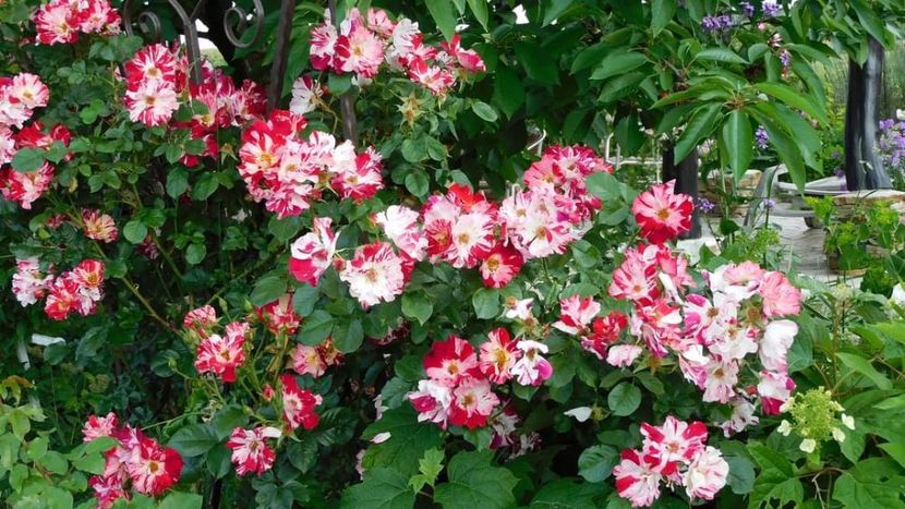 Crazy for you - - Colectie trandafiri