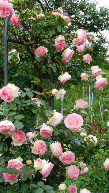 Eden rose - - Colectie trandafiri