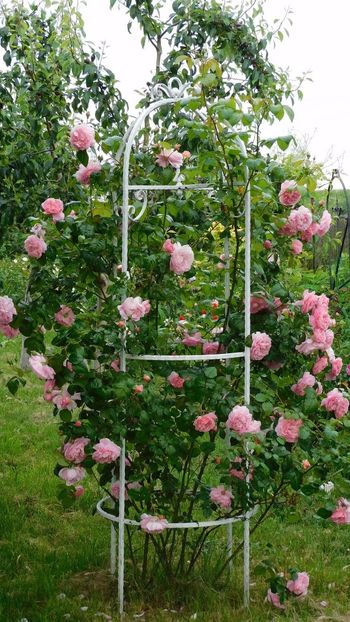 Strawberry hill - - Colectie trandafiri