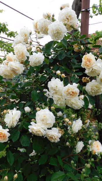 Buff beauty - - Colectie trandafiri