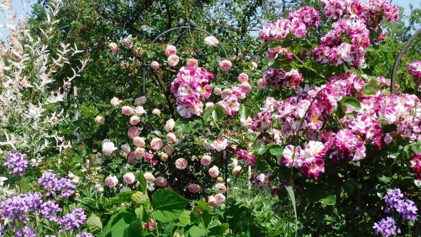  - - Colectie trandafiri