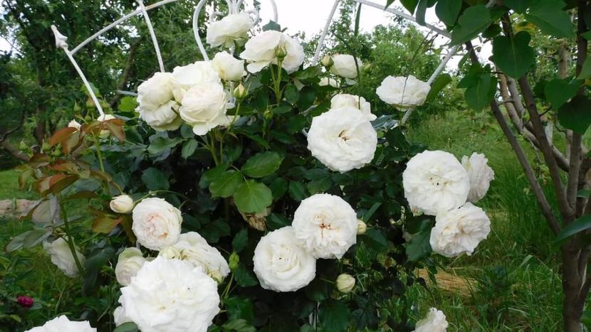 Palais royal - - Colectie trandafiri