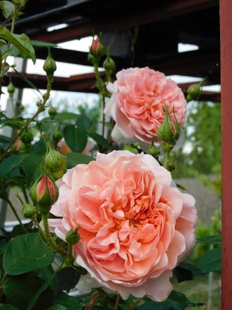 Colette - - Colectie trandafiri